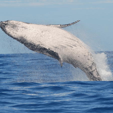 Whale Watching