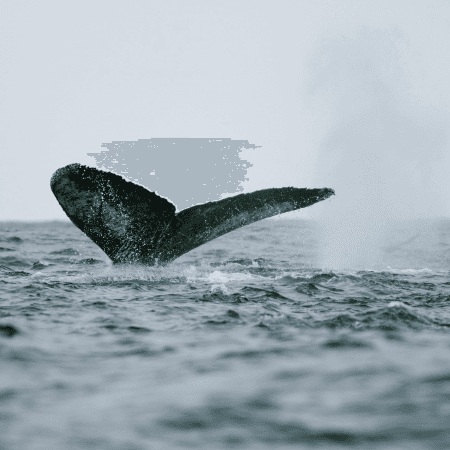 Whale Watching photo 2