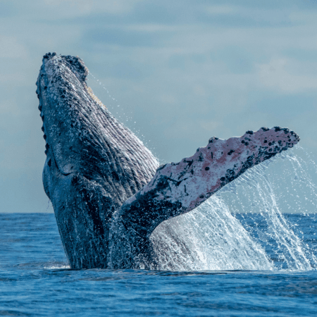 Whale Watching photo 3