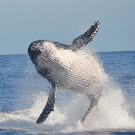 Whale Watching photo 4